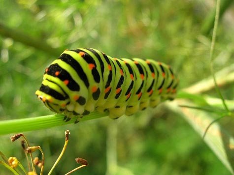 Now There's a "War On Caterpillars"