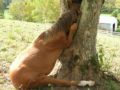 Breaking From Gawker Fox Mole: Romney Likes Horses!