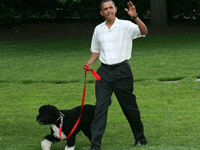 Do Stewart & Colbert Know Obama Ate a Dog?